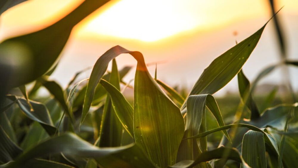 Corn_Canva