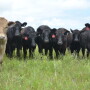Producers will often ask about the magnitude of the price premium for steers over bulls. In short, the answer is... just not that simple.