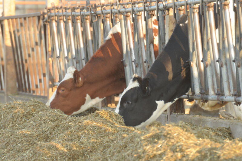 two dairy cows.jpg