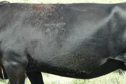 Cow with a high number of horn flies. 