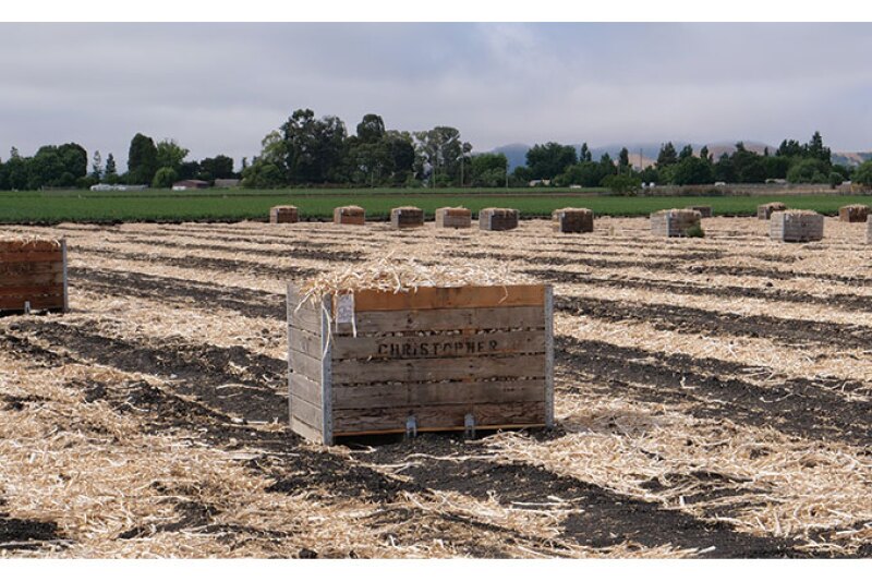 The 2020 garlic harvest started June 10 at Christopher Ranch, says Ken Christopher, executive vice president. The company has added shifts to increase production capacity, packing up to 1 million pounds of fresh garlic every week to ship to grocery stores and distribution centers across the country.
