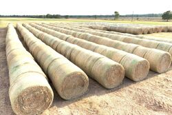 Hay bales