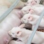 Sow nursing