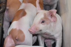 Pigs at Islercrest Farms