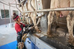 Put Labor Efficiency at the Forefront of Milking Equipment Upgrades