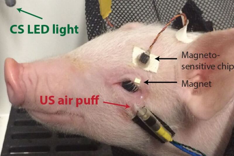 Pig Wired Up