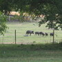 Feral swine are an invasive species causing extensive and costly damage and disease threats to crops, property, native ecosystems, livestock health, and human health.