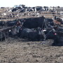 Dairy beef crosses