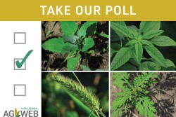 What weed to you love to hate the most?