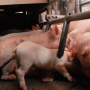 Piglets feeding with mother