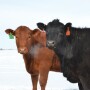 BT_Replacement_Heifers_Snow_Winter