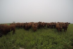 BT_GoPro_Red_Angus_Stockers