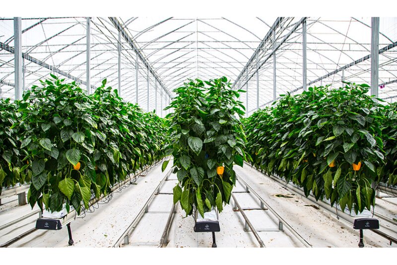 pure-hot-house-peppers.jpg
