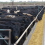 Last week's $3 cash cattle rally cut beef packer margins by 20%.