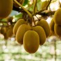 orchard kiwi