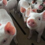 Consider what level of risk is involved in moving weaned pigs from farrowing to finishing operation.

