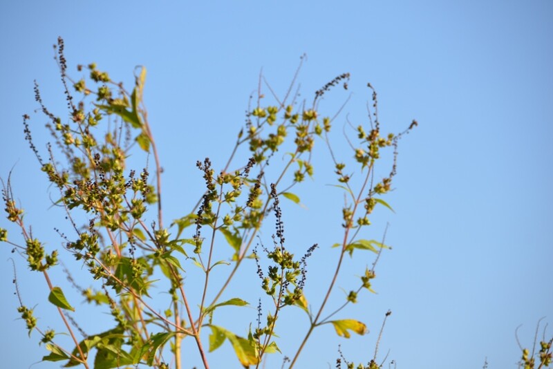 MSU researchers say the apps correctly identified anywhere from 11% to 67% of the plants they photographed, while 25% to 80% of the images were partially identified correctly.