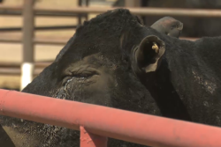 Burnt cattle from southern Plains wildfires.