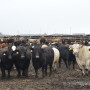 BT_Feedlot_Colorado