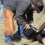 BT_Branding_Vaccinating_Calves