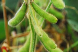 soybeans