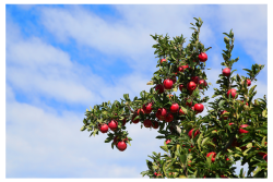 Envy Apple Tree.png