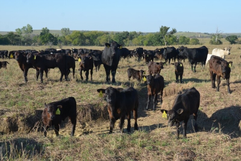 BT_Cows_Calves
