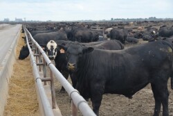 Cattle on feed