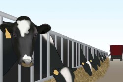 While competition is great on the football field or basketball court, dairy cows forced to compete for feed and water is a no-win proposition