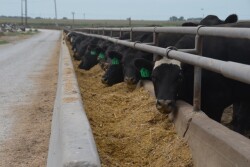 BT_Full_Feedlot_Bunk_Cattle
