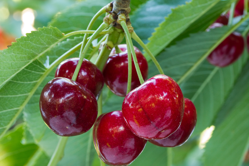 cherries