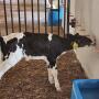 Hissongs Dairy Holstein Calves Drinking Milk
