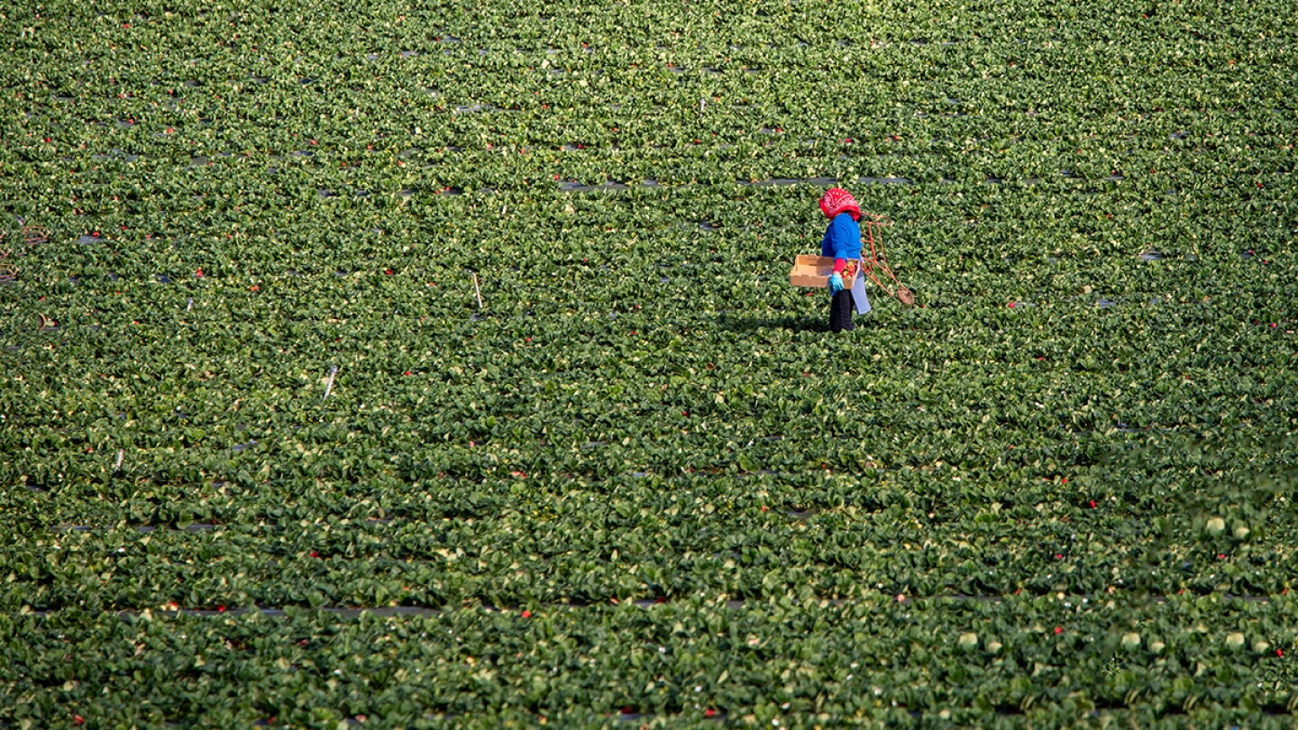 Packer Labour Has Ag Labor Finally Achieved a Market Wage? - The Packer
