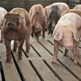 feeder pigs Maschhoffs