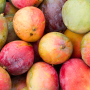 The entire frame of the photo is filled by an overhead shot of a pile of mangoes.