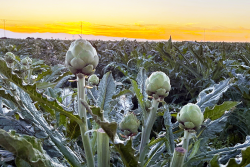 artichokes in field