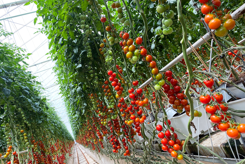 Wholesum greenhouse tomatoes