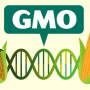 Alternative meats are often made with GMOs.