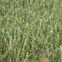 Making hailed corn into corn silage can be a good option. 
