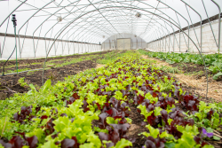 Organic high tunnel lettuce