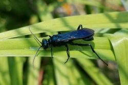 Common blue mud-dauber wasp