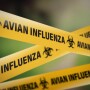 Avian Influenza