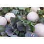 Rio Rico, Ariz.-based Fresh Farms offered cantaloupes under the Fresh Farms label for the first time this season from mid-October until the end of November, says salesman Al Voll. The program was well received and likely will expand next season, he says.