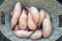 sweetpotatoes