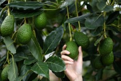 Avocado tree