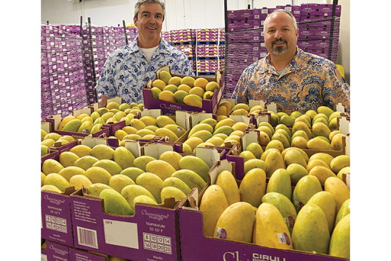 Bernie Pina (left), director of mango sales, and Chris Ciruli, partner at Ciruli Bros., check out Champagne mangoes from Chiapas, Mexico. Champagne mangoes, the company’s signature item, should peak during the second week of March, Ciruli says.