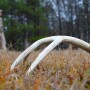 Jon Jackson Bennett Deer Shed
