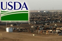 USDA feedyard