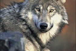 Wolf recovery is a controversial issue.