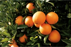 wc citrus